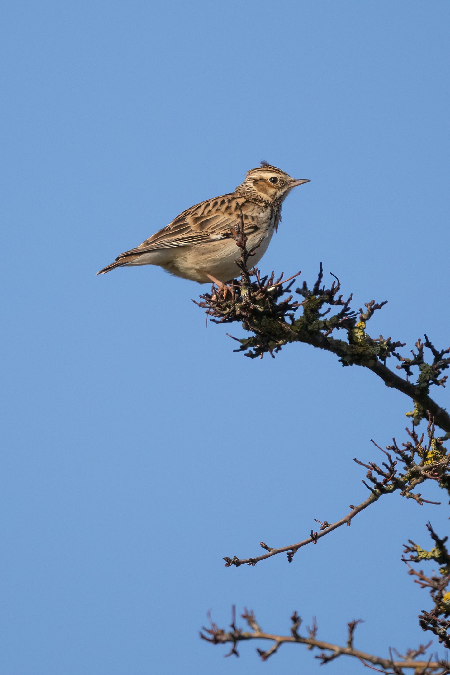 Workshop Natuurfotografie | Amsterdamse Waterleidingduinen (groep Vervolgcursus)