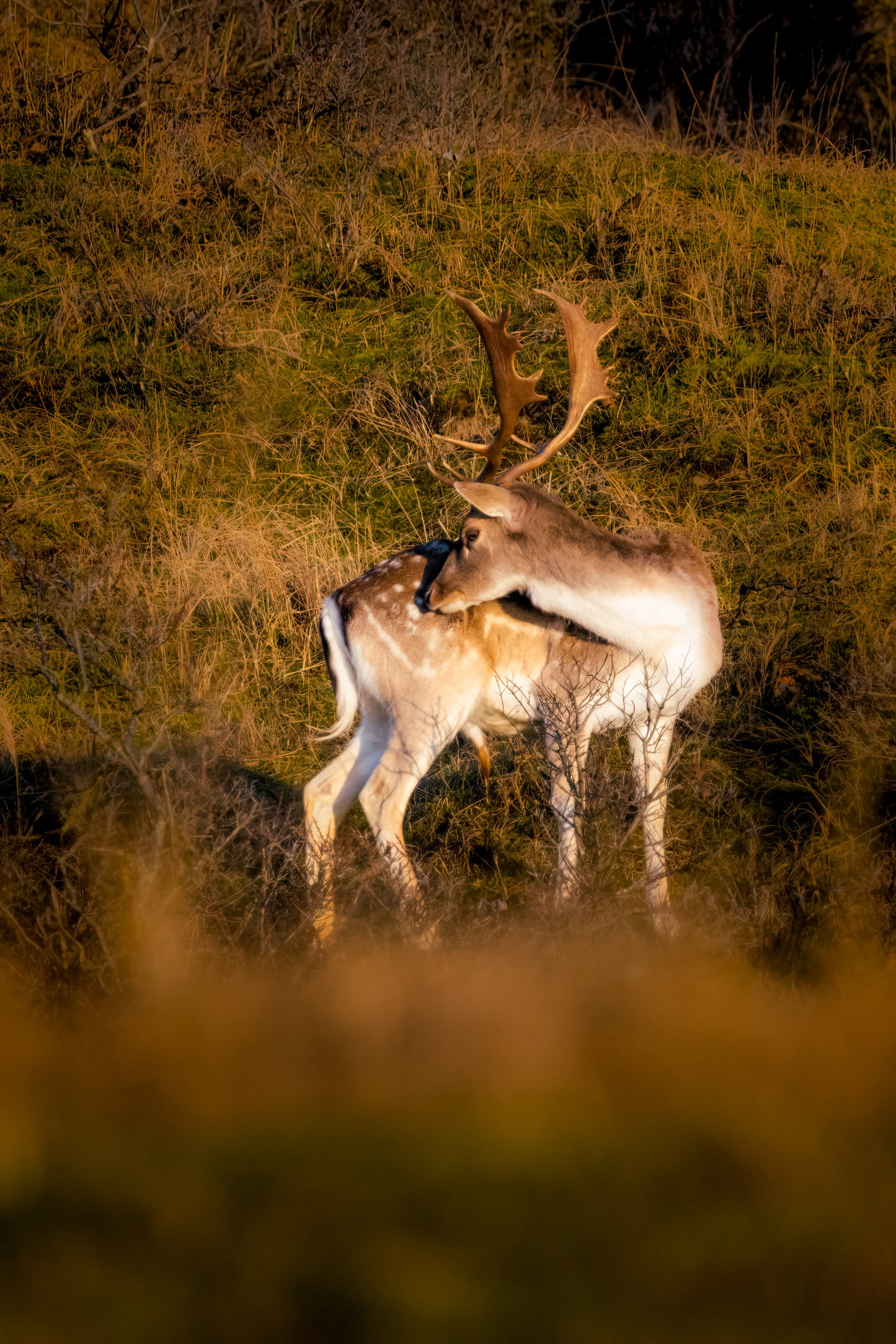 Workshop Natuurfotografie | Amsterdamse Waterleidingduinen (groep Vervolgcursus)