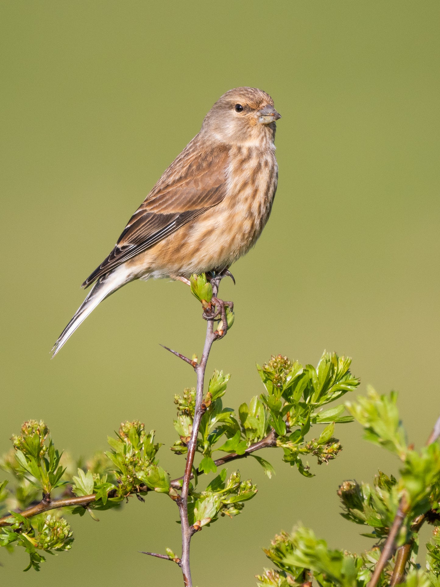 Workshop Vogelfotografie | Vreugderijkerwaard Zwolle