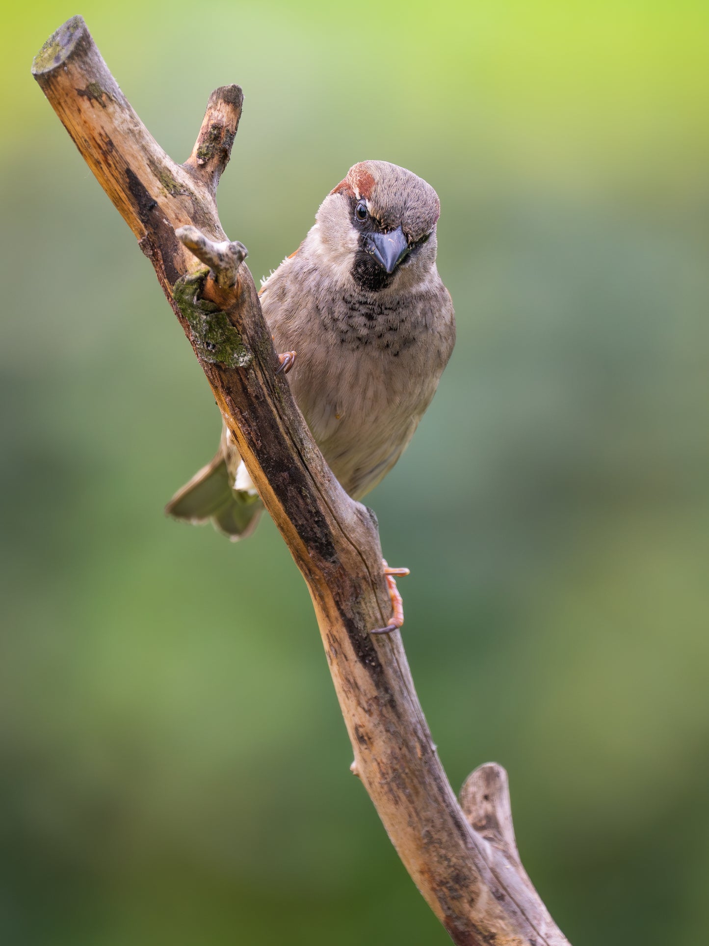 Workshop Vogelfotografie | Vreugderijkerwaard Zwolle