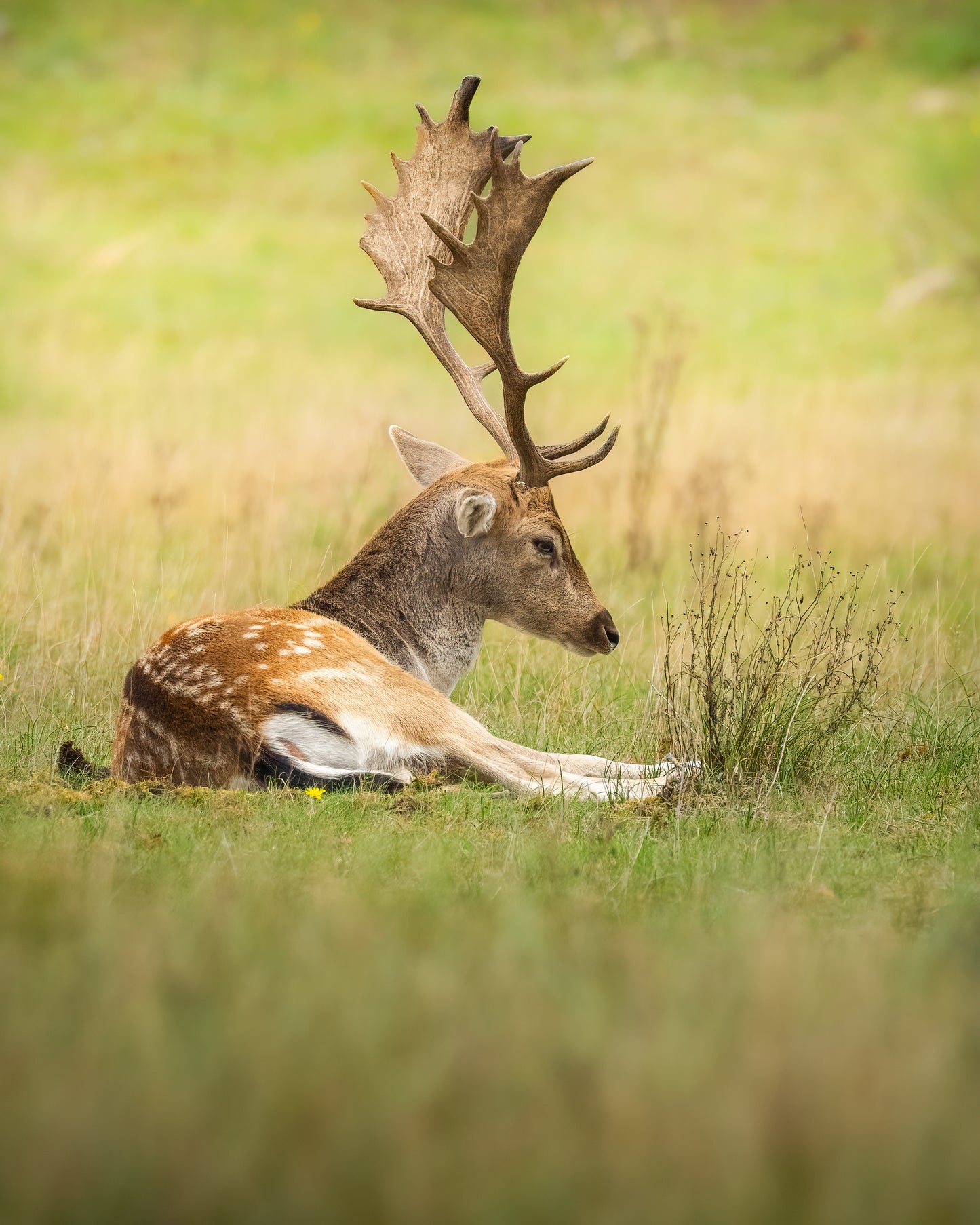 Workshop Natuurfotografie | Amsterdamse Waterleidingduinen (groep Vervolgcursus)