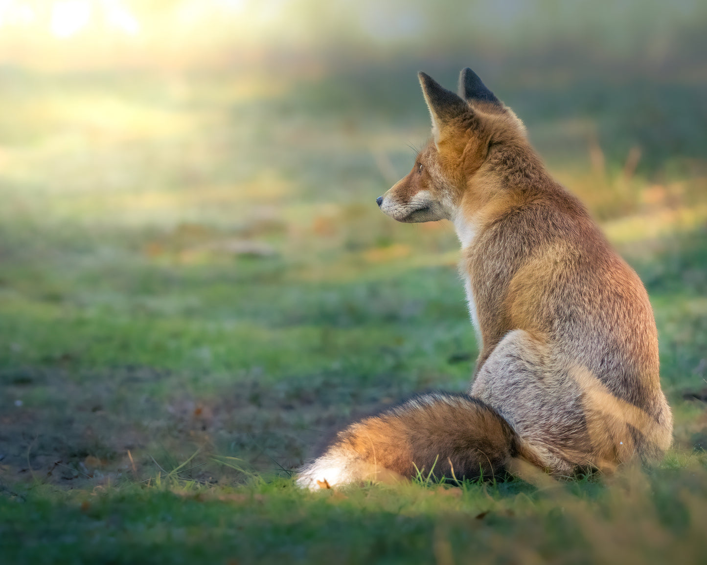 Workshop Natuurfotografie | Amsterdamse Waterleidingduinen