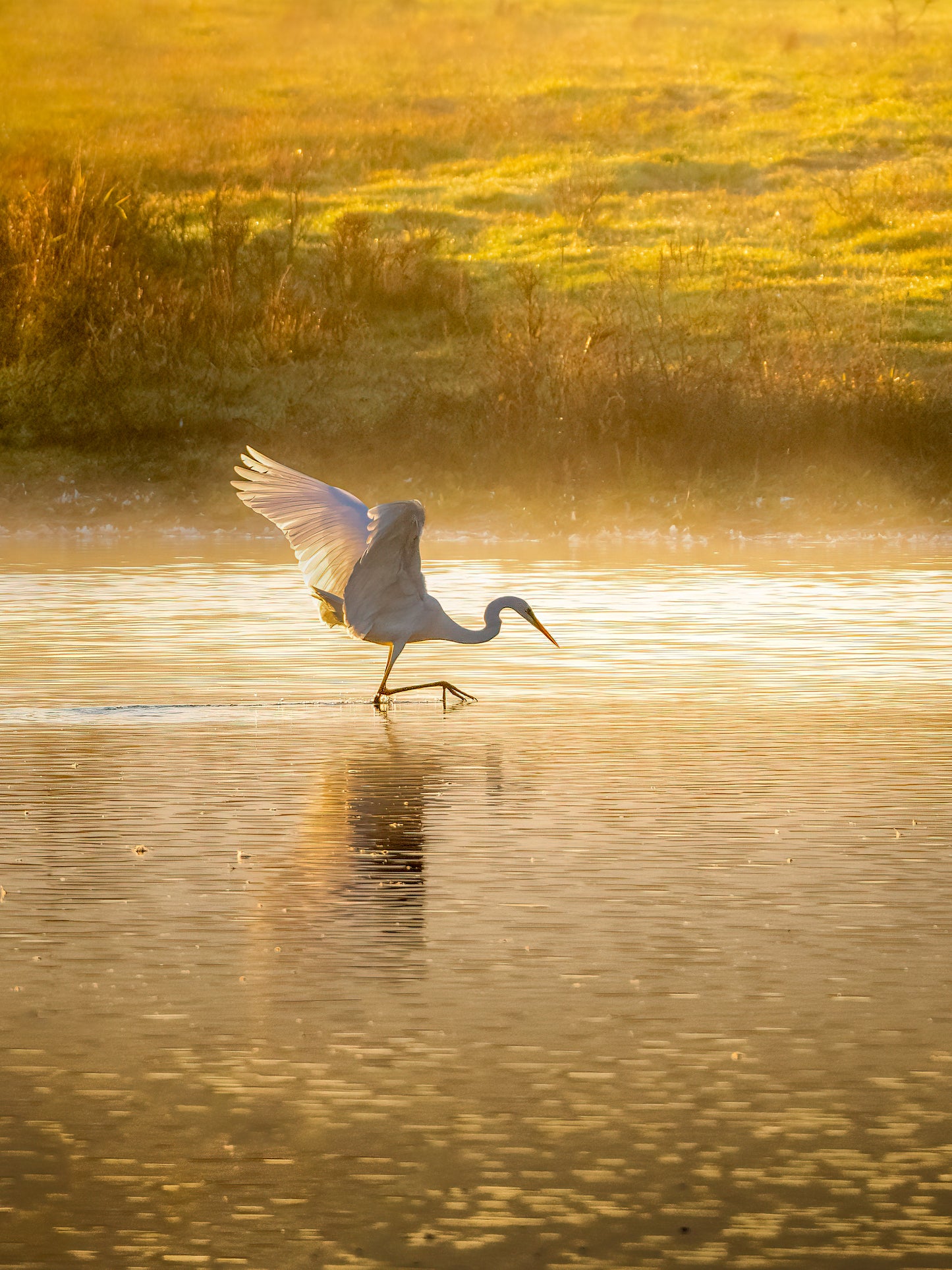 Workshop Vogelfotografie | Vreugderijkerwaard Zwolle