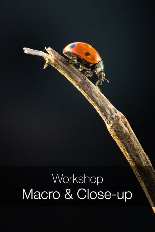 Workshop Macro en Close-up | Luttelgeest