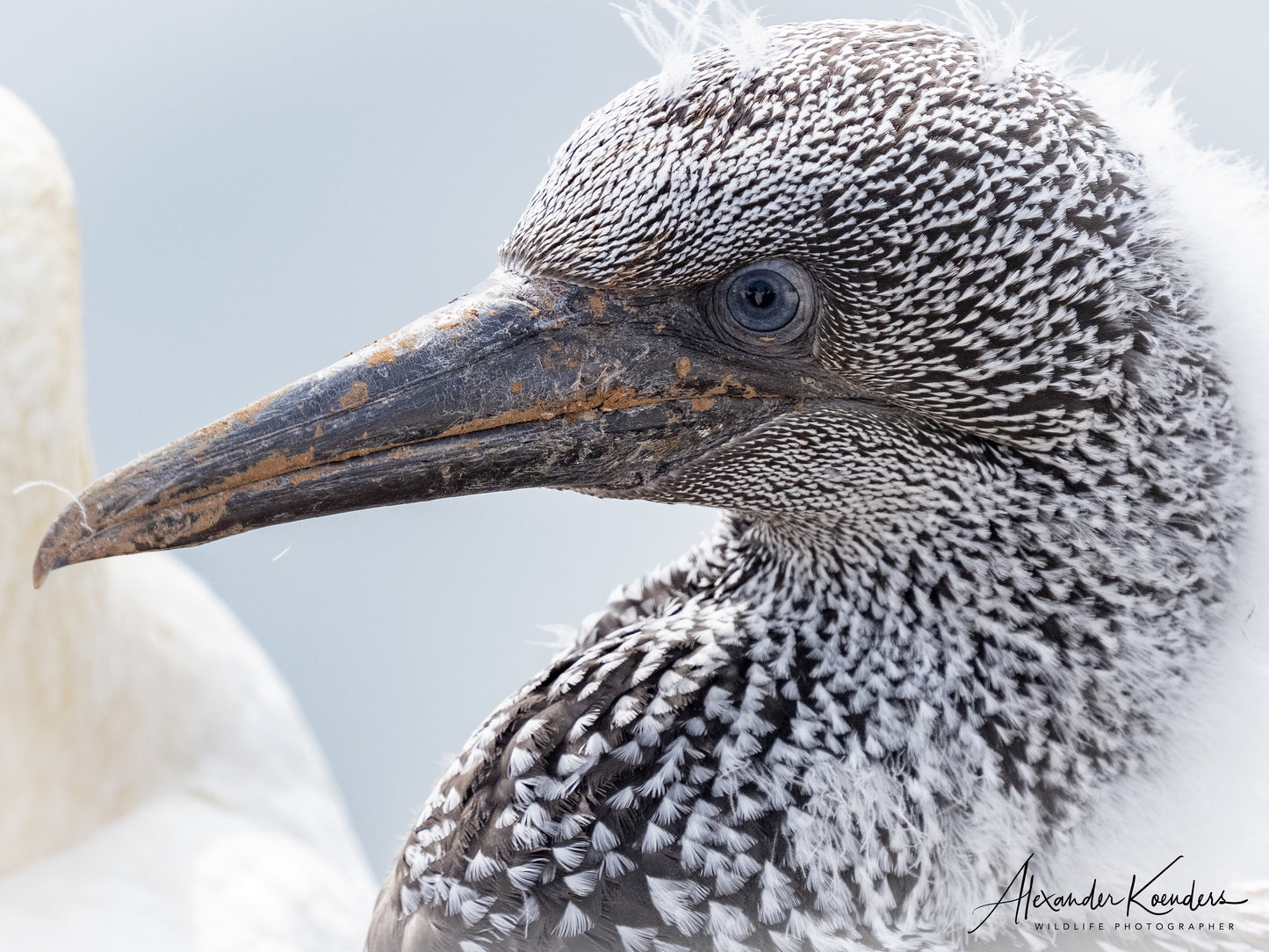 Helgoland incl. 3 workshops