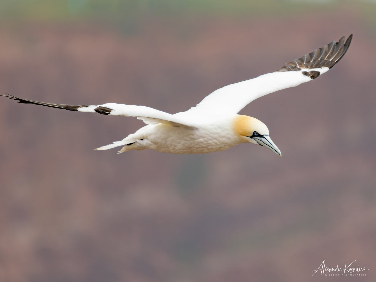 Helgoland incl. 3 workshops