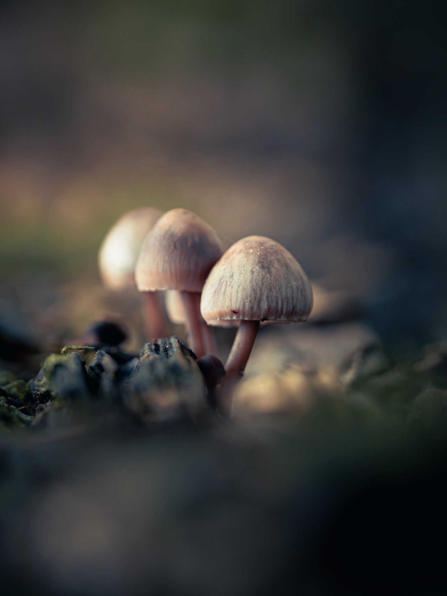 Workshop Paddenstoelen