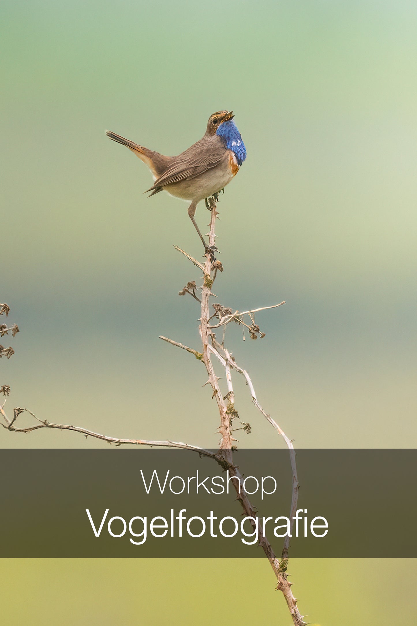 Workshop Vogelfotografie | Vreugderijkerwaard Zwolle