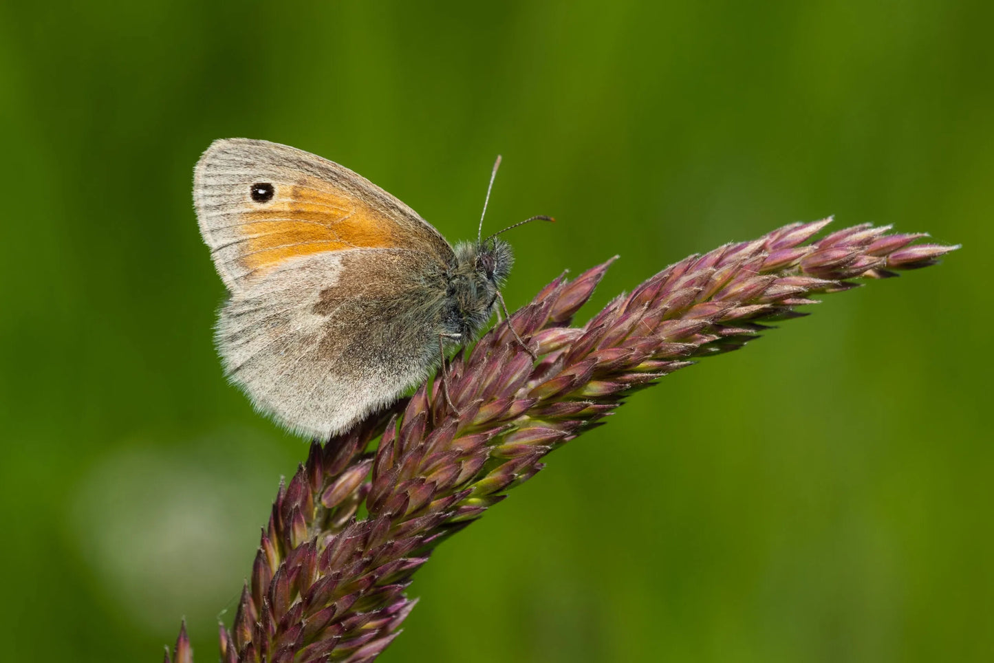 Workshop Macro en Close-up | Luttelgeest
