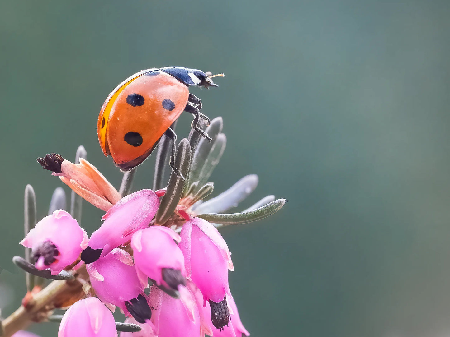 Workshop Macro en Close-up | Luttelgeest