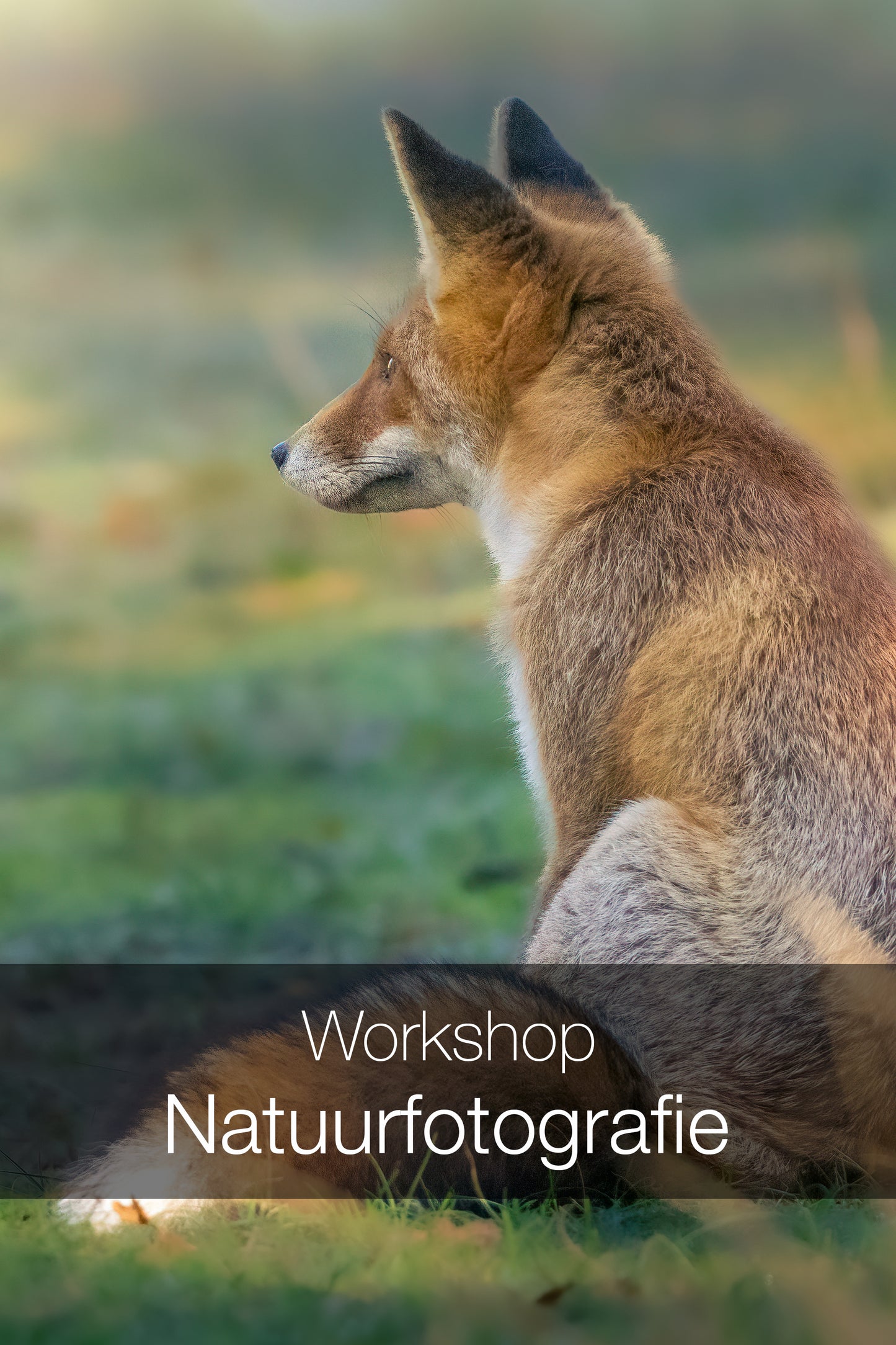 Workshop Natuurfotografie | Amsterdamse Waterleidingduinen (groep Vervolgcursus)