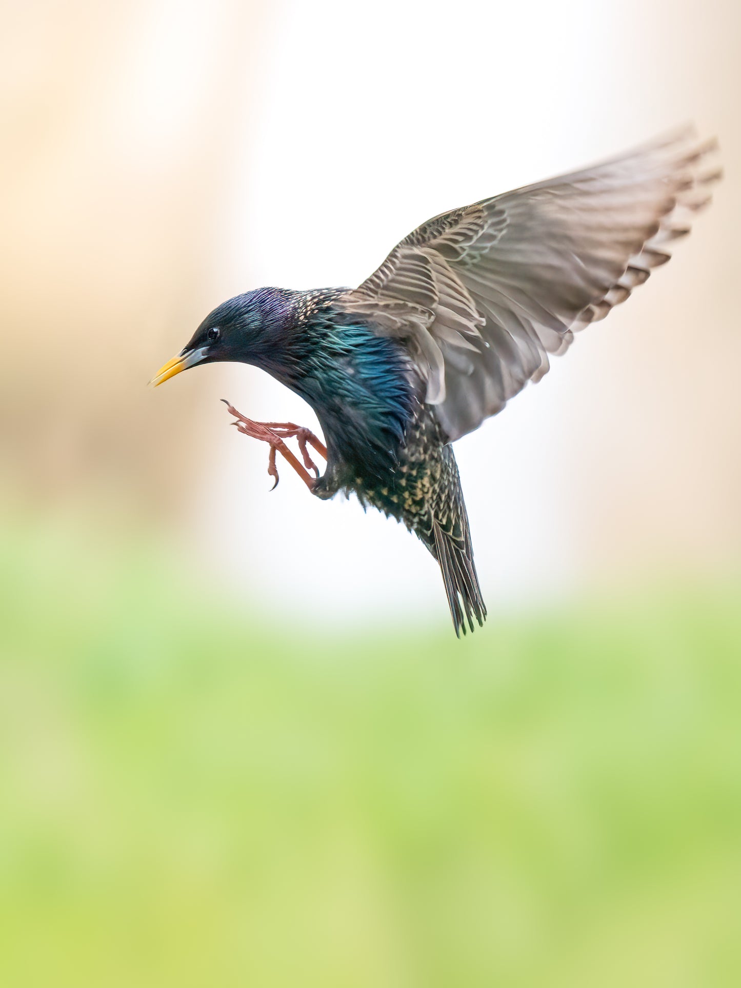 Workshop Vogelfotografie | Vreugderijkerwaard Zwolle