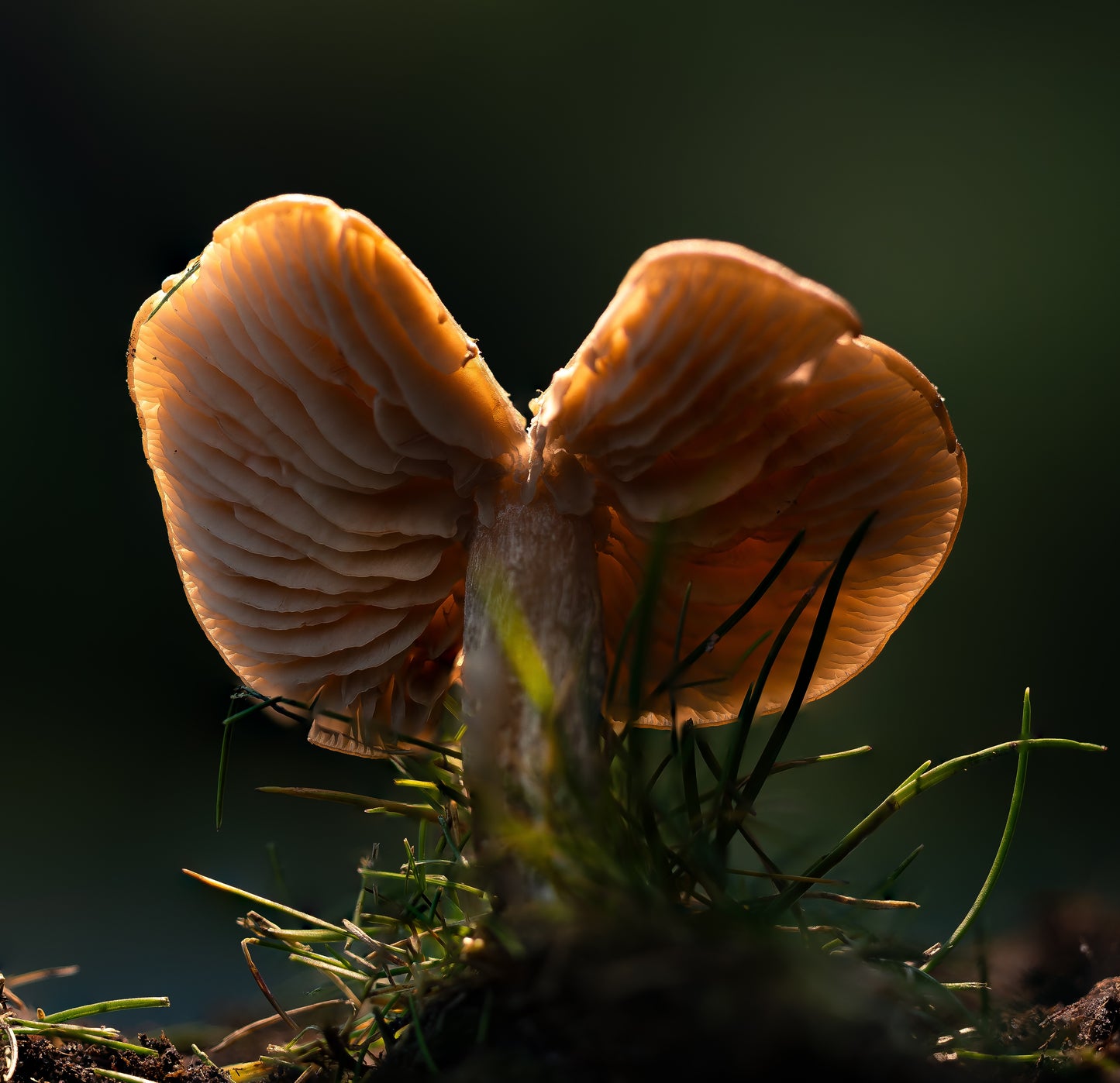 Workshop Paddenstoelen