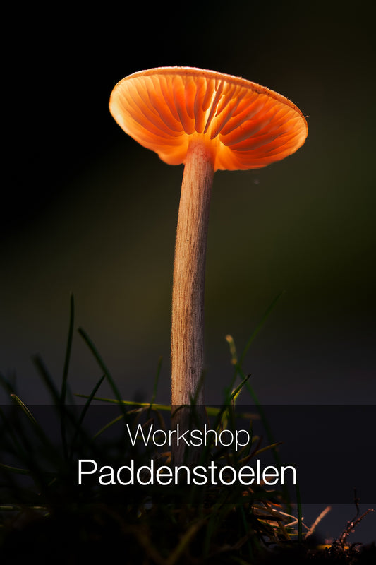 Workshop Paddenstoelen